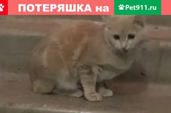 Потерянная кошка на ул. Репина, д.6