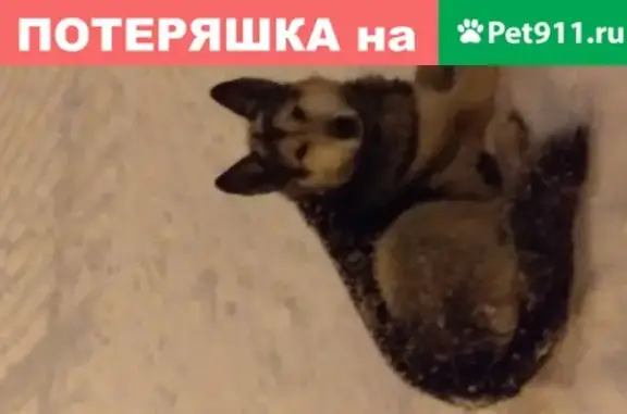 Найдена собака Овчарка на Мещере, ошейник Нижний Новгород