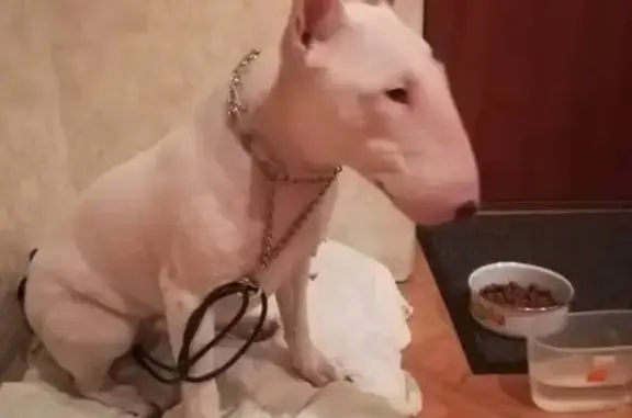 Найдена собака Питбуль на улице Эльблонгской, Калининград