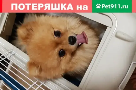 Найдена собака в Электростали, улица Корнеева, 6