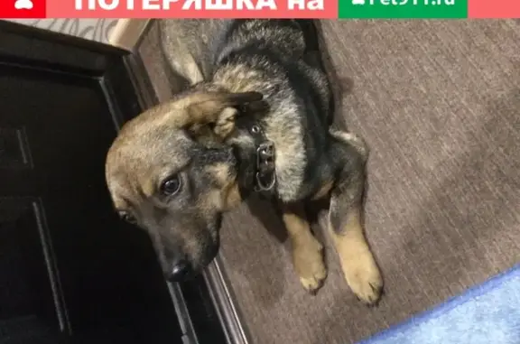 Пропала собака во Владивостоке на 2-й Шоссейной, 7