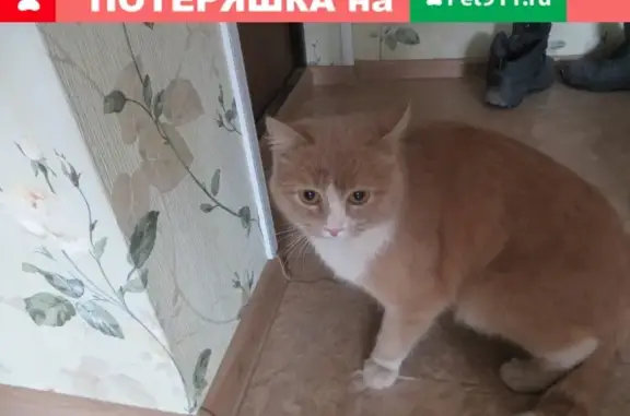 Пропала кошка в Нижневартовске, ул. 60 лет Октября, д. 5а, кв. 2.