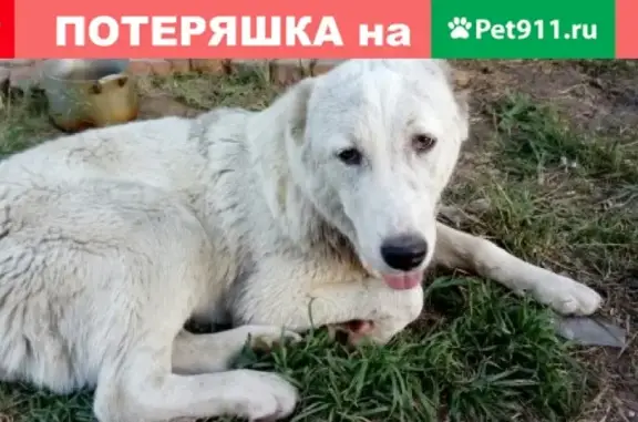 Пропала собака в Щекинском районе, д. Пираговка