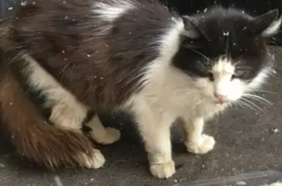 Найдена кошка на улице Палехская (Москва)