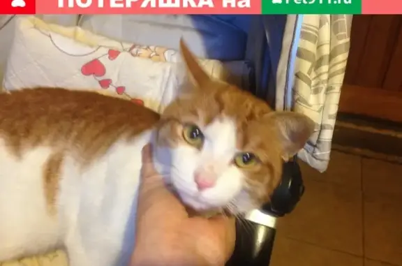Рыжий котик найден в Верхней Пышме, Свердловская область