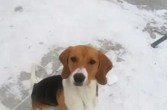 Собаки потеряшки, Тунгатаровский сельсовет, фото: Потеряшка собака в районе Курамино, Башкирия.