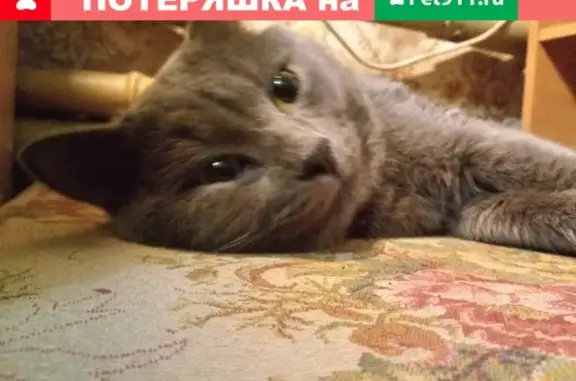 Найден серый кот в Чкаловском районе, нужна помощь!