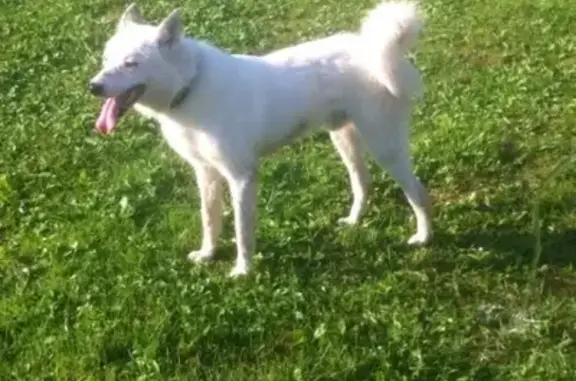 Пропала собака Найк в деревне Соболево, Устюжна
