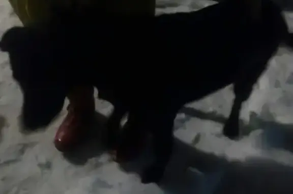 Найдена черная супер-мега ласковая собачка в Иваново