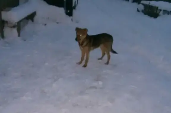 Потерянный пес в Омутнинске!