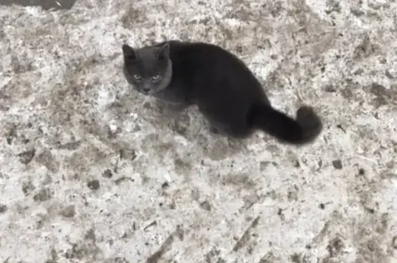 Потеряшка кошка на улице Завенягина, 16 в Магнитогорске