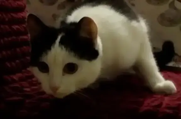 Найдена кошка на Фурманова 12 в Вычегодске