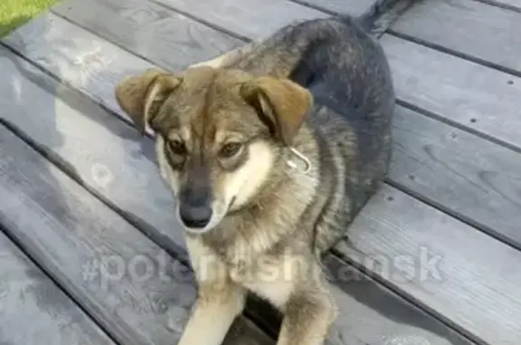 Пропала собака в Кузнецовке, Мошковский район