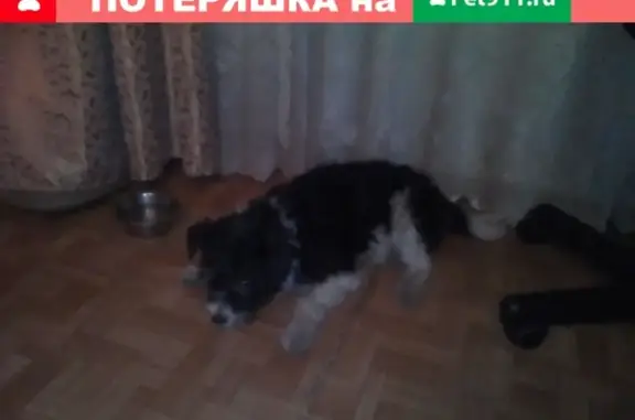Пропала собака Бим в районе ЖД путей, Иваново