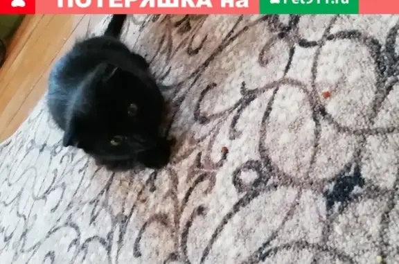 Пропала кошка в Баймаке, ул. Школьная, 12 декабря в 18.00!
