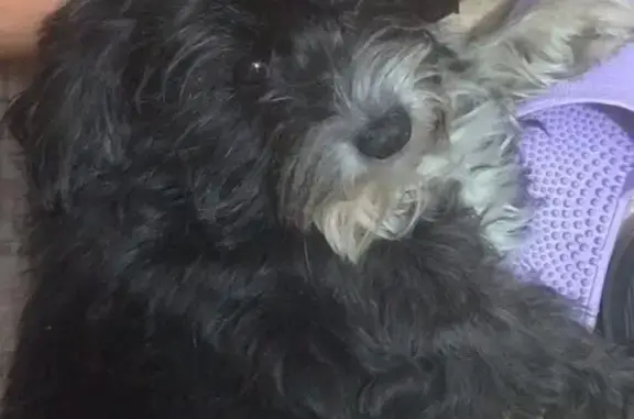 Пропала собака Милли на ул. Тихая в Южно-Сахалинске