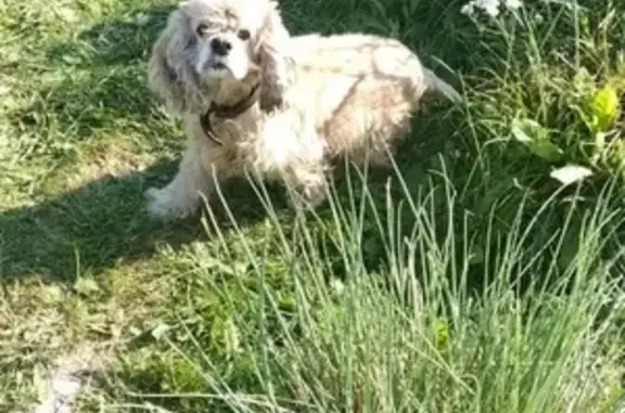 Пропала собака Найда в районе Мудыхи-наверх, Озёры