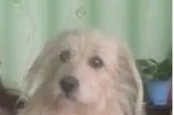 Пропала собака Малыш в Карпинске