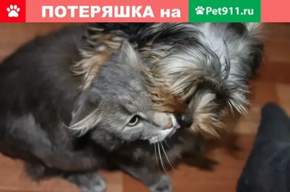 Пропал кот Бакс, ул. Строителей 35, Республика Башкортостан