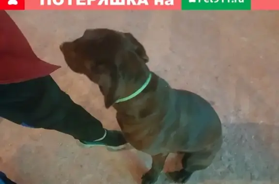 Собака найдена возле ресторана Кедр в Ачинске