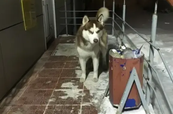 Найдена собака у Ленина 82г. в Кемерово