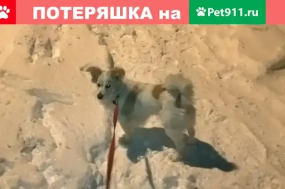 Пропала собака в районе ул. Кольской, Мурманская область