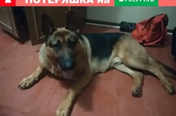 Найден пёс в Коврове, ул. Строителей
