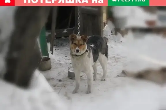 Пропала собака в Октябрьском районе, Новосибирск