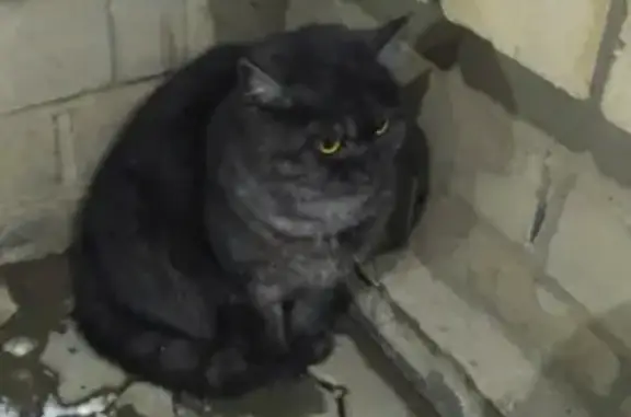 Найдена кошка в Кирове на Красной горке