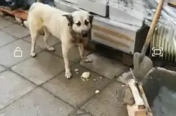 Пропала собака в районе БТС, Московская область