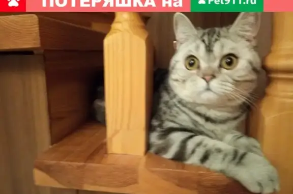Пропала кошка Сэм в пос. Привольный, Казань.