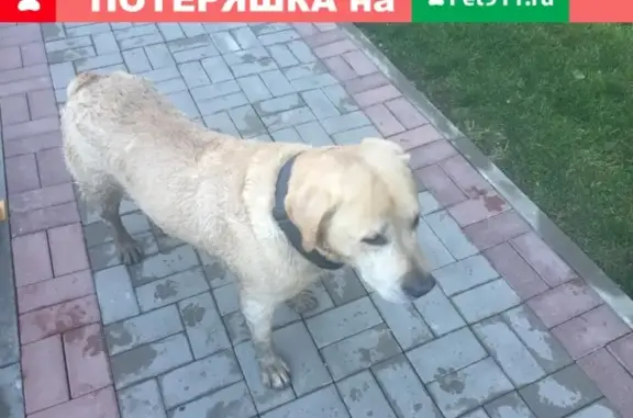 Собака-лабрадор найдена во дворе ЖК Премьера, Краснодар