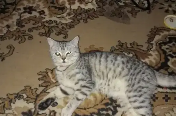 Найден кот в Кургане!