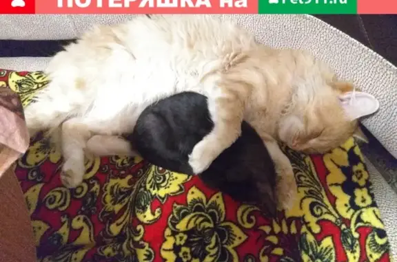 Кошки потеряшки, Новосибирск, фото: Потеряшка рыжий кот в районе Советского переулка