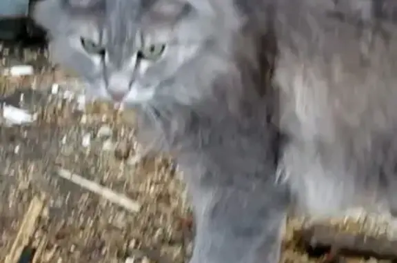 Пропал кот Тишка в Сосновоборске, Красноярский край