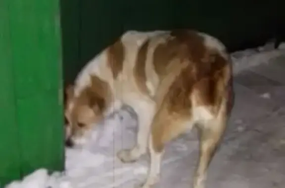 Потерянная собака около бани в Ржеве
