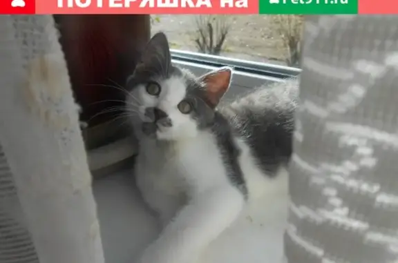 Пропал котенок Усик на Белой речке, Владимирская область, Кольчугино.