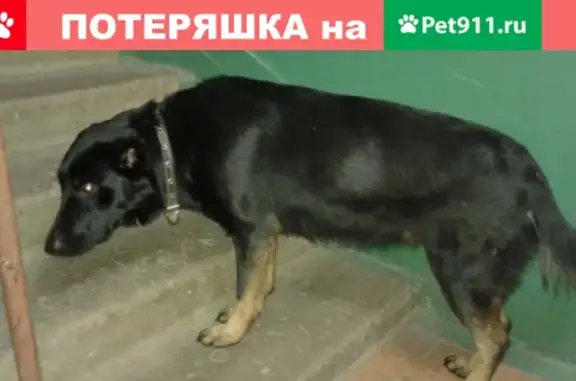 Собака в ошейнике ищет хозяев в Смоленске