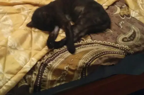 Кошки потеряшки, Санкт-Петербург, фото: Потеряшка кошка Боня на пр. Маршала Жукова 36к1