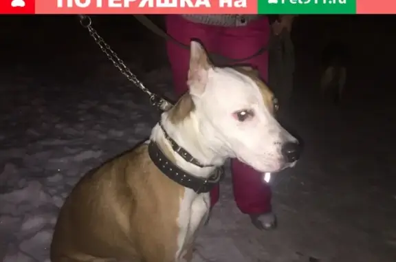 Найдена собака на Нагорном, ищем хозяина