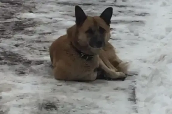 Найдена собака в Марьино, Москва - контакты Юли.