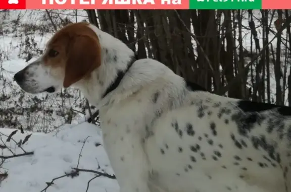 Собаки потеряшки, село Денисово, фото: Потеряшка собака Бим в Дугановском лесу, номер на ошейнике!