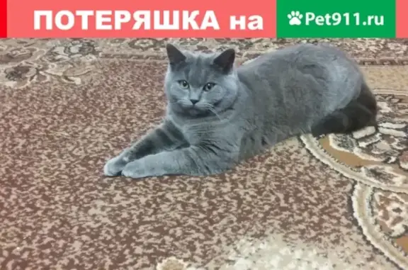 Пропал кот в Тюкалинске, помогите найти!