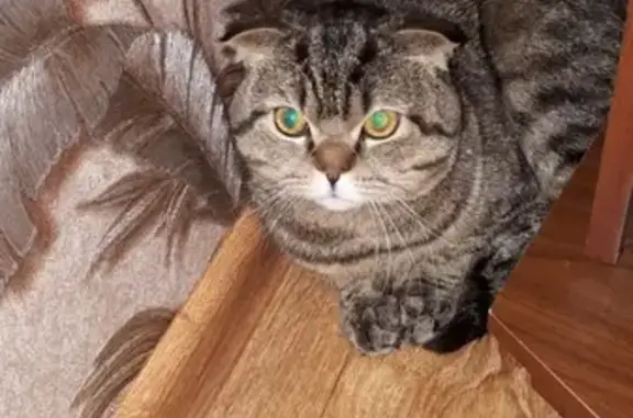 Найдена кошка в Альметьевске