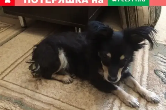 Найдена собака на Горькова 38