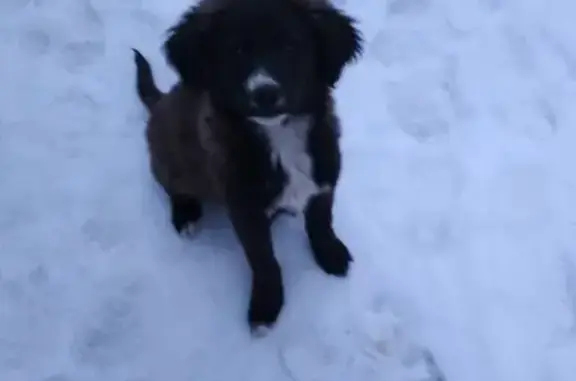 Найден щенок в Калуге на ул. Советская