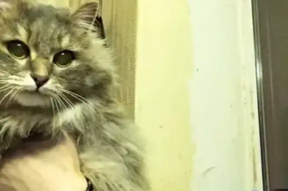 Найдена кошка на ул. Советская 11, г. Мегион: разыскивается хозяин!