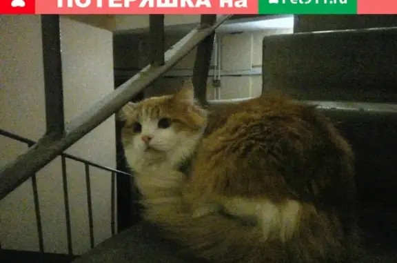 Найдена кошка на пр. Косыгина 9