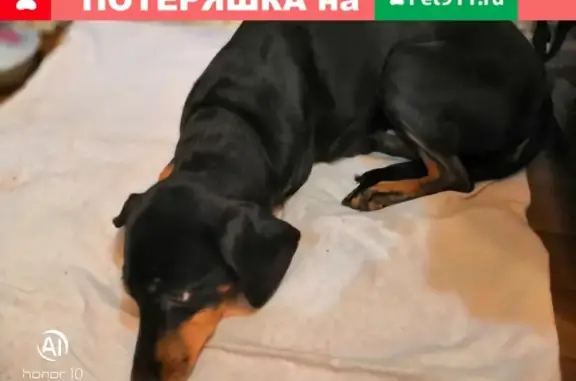 Найдена собака в Коркино, Челябинская область