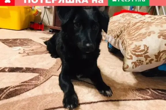 Найдена собака на ул. Байкальская, д. 236Б/9